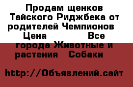 Продам щенков Тайского Риджбека от родителей Чемпионов › Цена ­ 30 000 - Все города Животные и растения » Собаки   